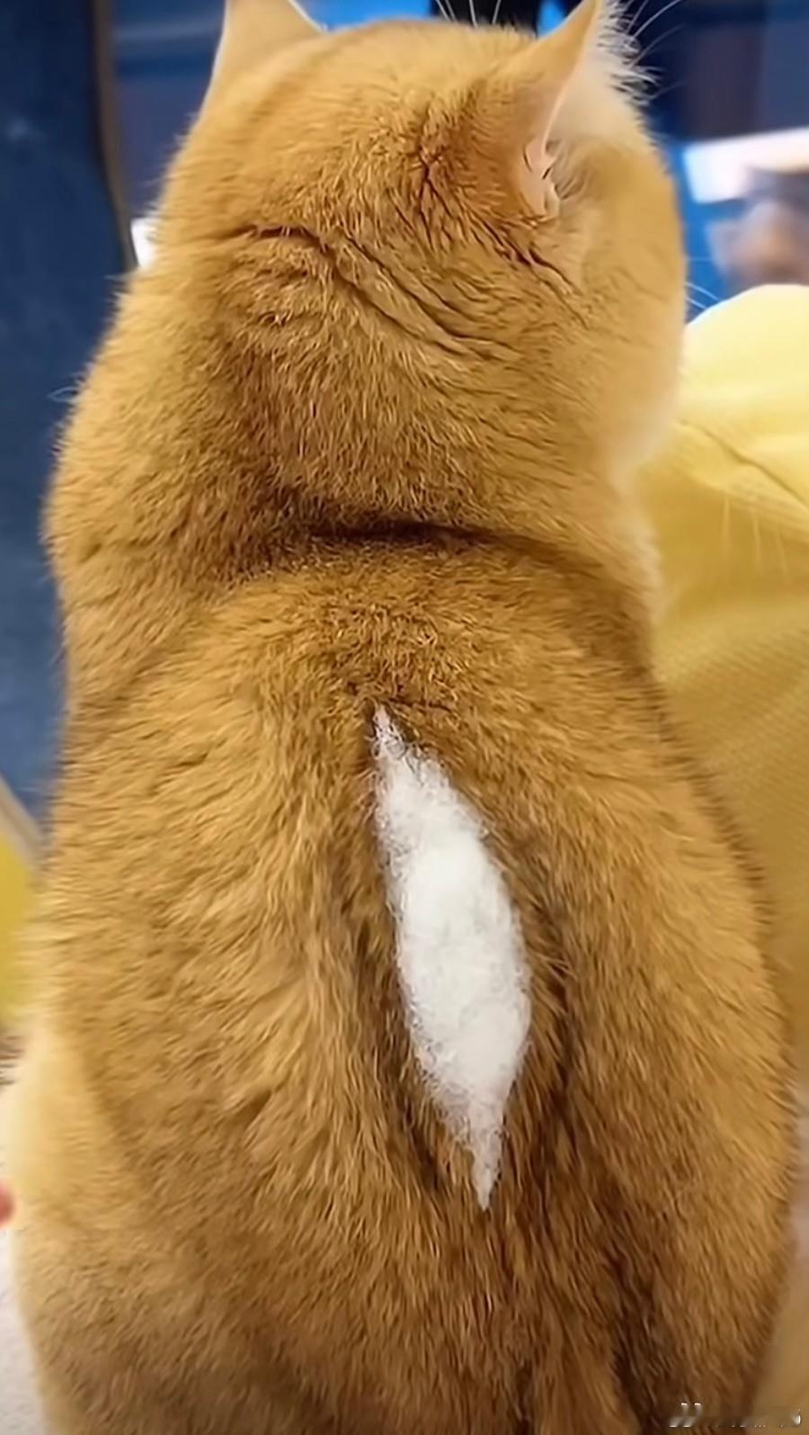 养了五年的猫突然开线还能修吗看了半天评论终于搞懂了，猫上了岁数，开玩笑都心酸。 