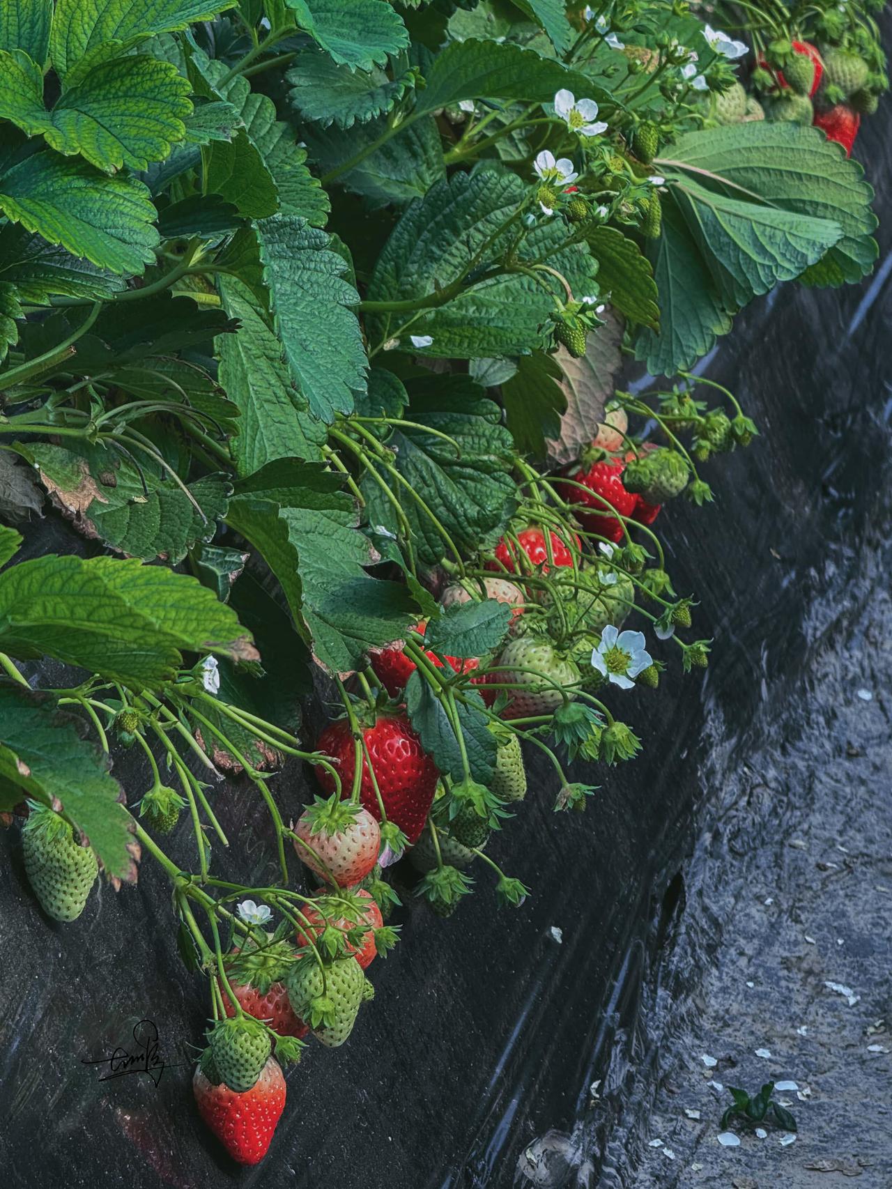 米禾农场草莓季🍓亲子游玩宝藏地

米禾农场的「草莓季」又来啦！周末阳光超棒，果
