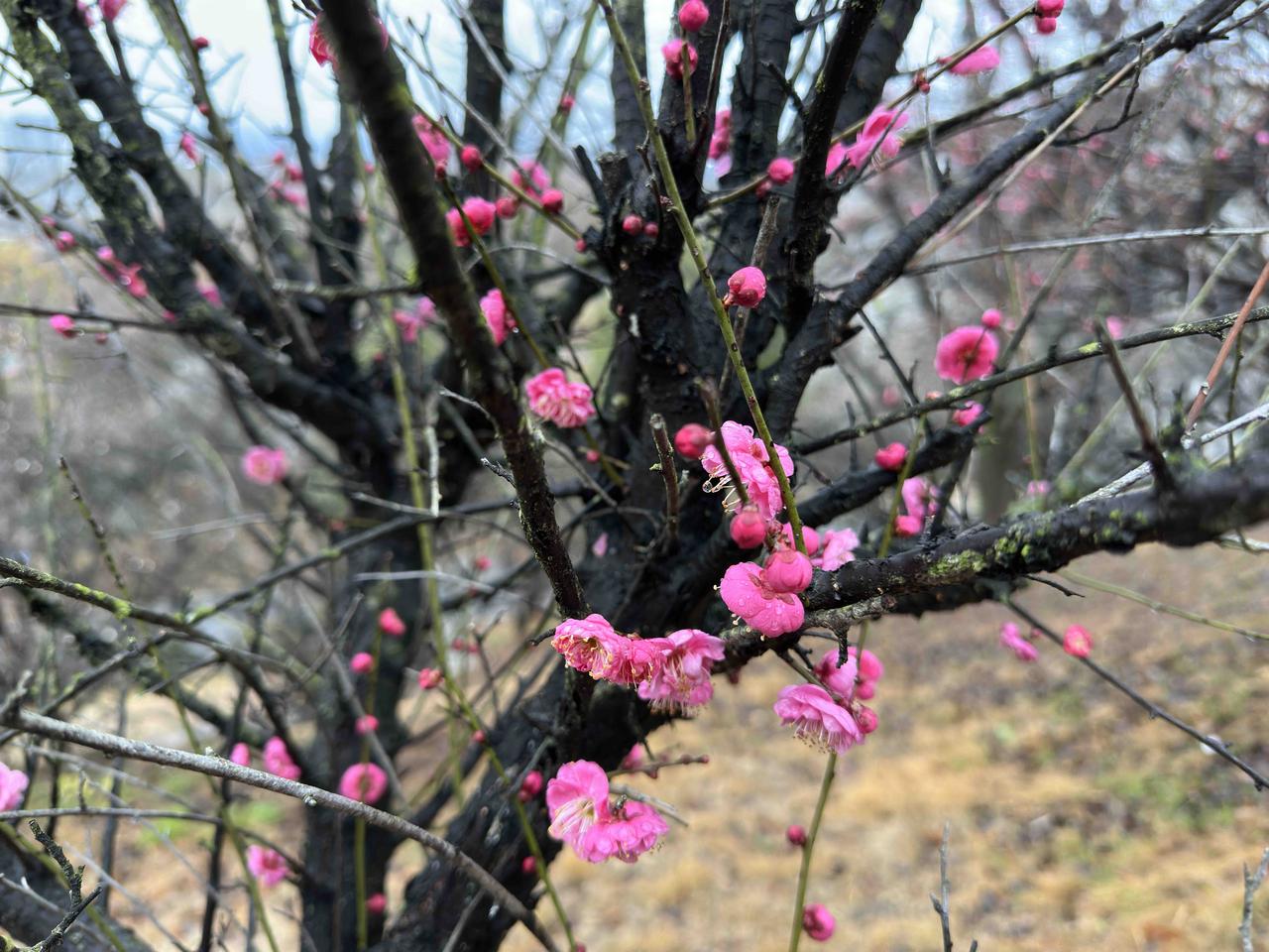 我爸看着墙上的日历说：今天是2月1日，再过三日，2月4日就立春了，到2月16日就