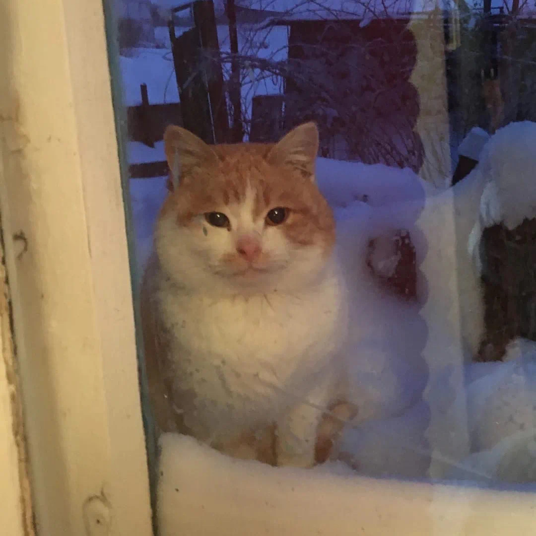 🐱 