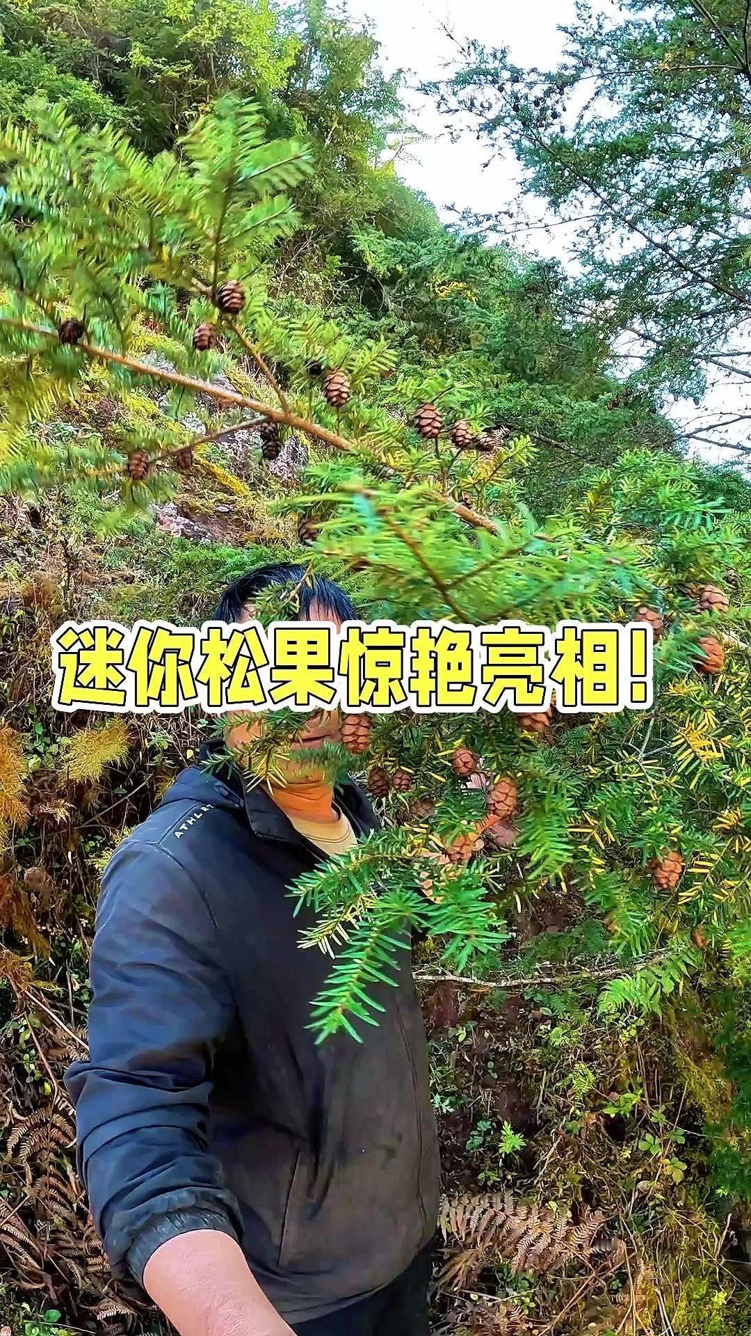 迷你松果也太可爱了吧！🌿在山里发现了迷你版松果，比拇指大不了多少，圆滚滚的像个