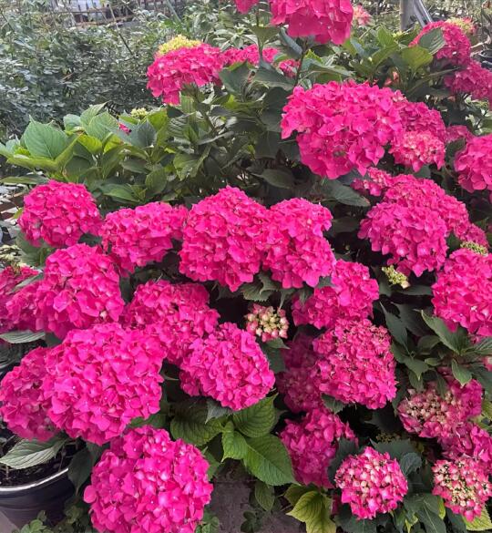 我的花花成长日记🌸