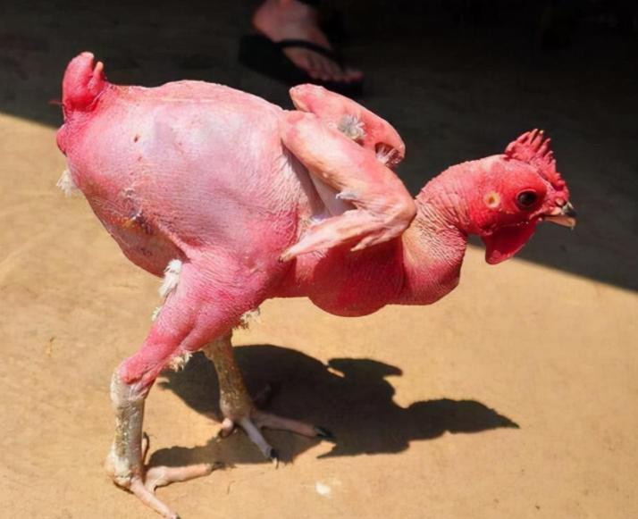 “无毛鸡你敢吃吗？”为了不拔鸡毛，以色列人特意培育出了无毛鸡？别看长得丑，其实无