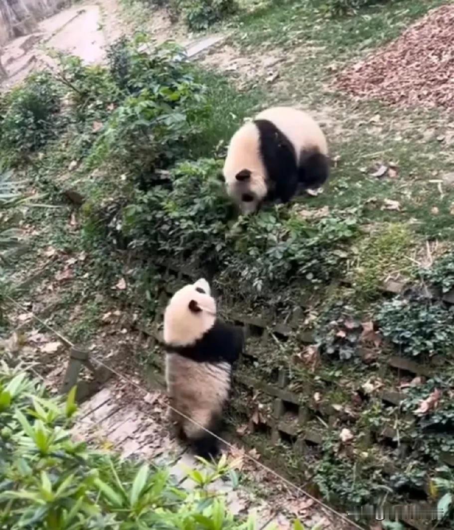 喜欢花花的原因之一，大概是能看到自己的影子，但凡别人教我点啥？我能把别人气的一佛