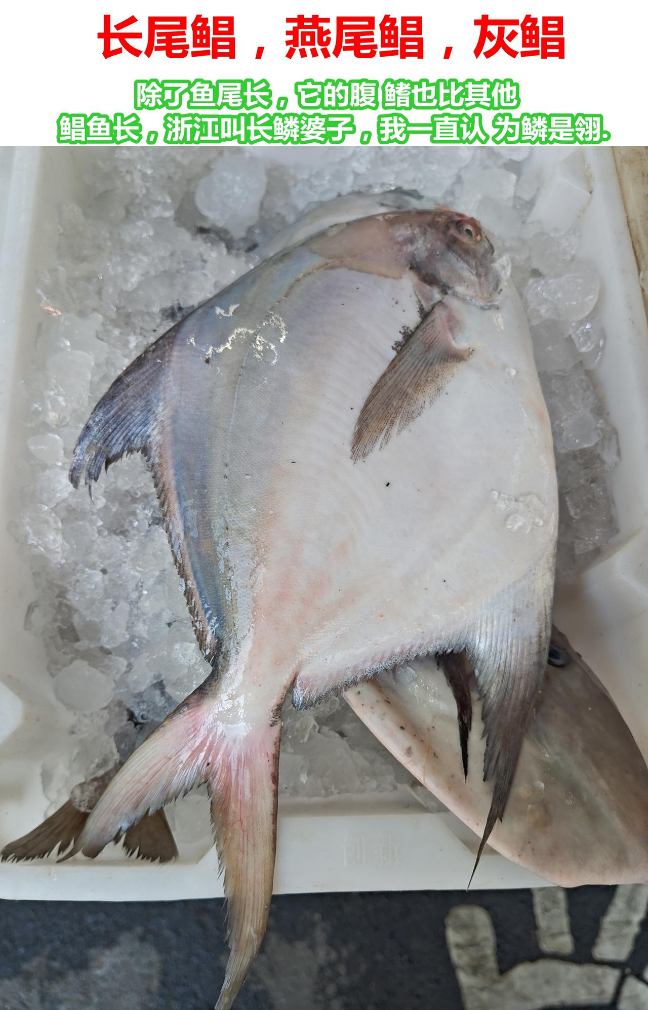 市场认鱼：6种美味海鱼，包好吃，买！

01.长尾鲳，燕尾鲳，灰鲳。除了鱼尾长，
