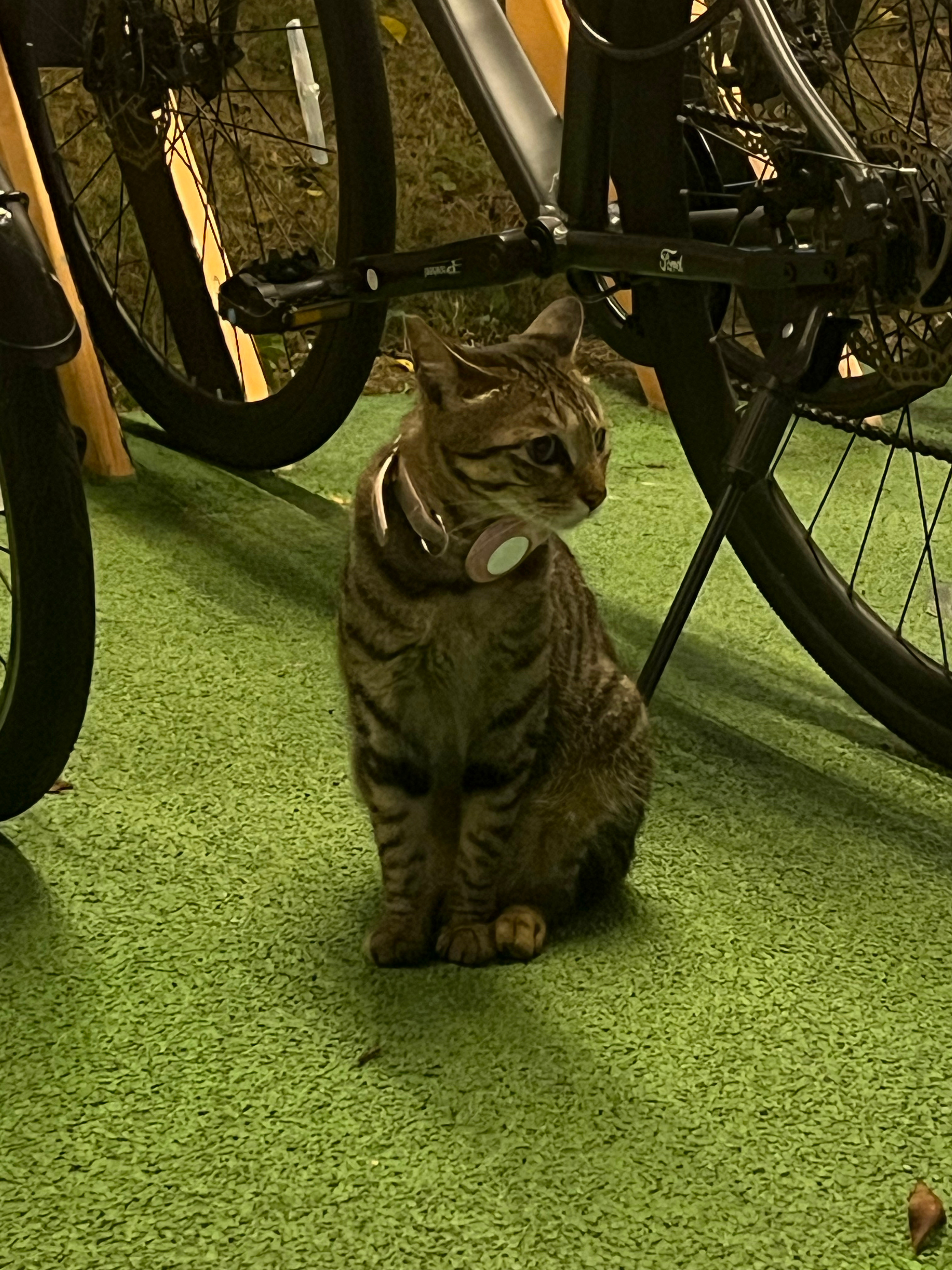 疯狂摄入小宝宝中。 
