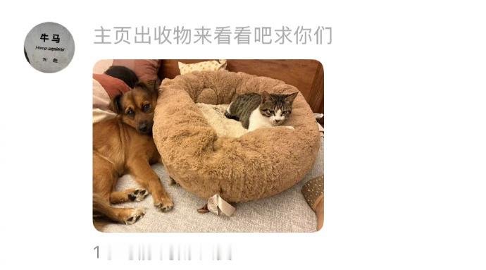 猫咪在家的地位一直很在线