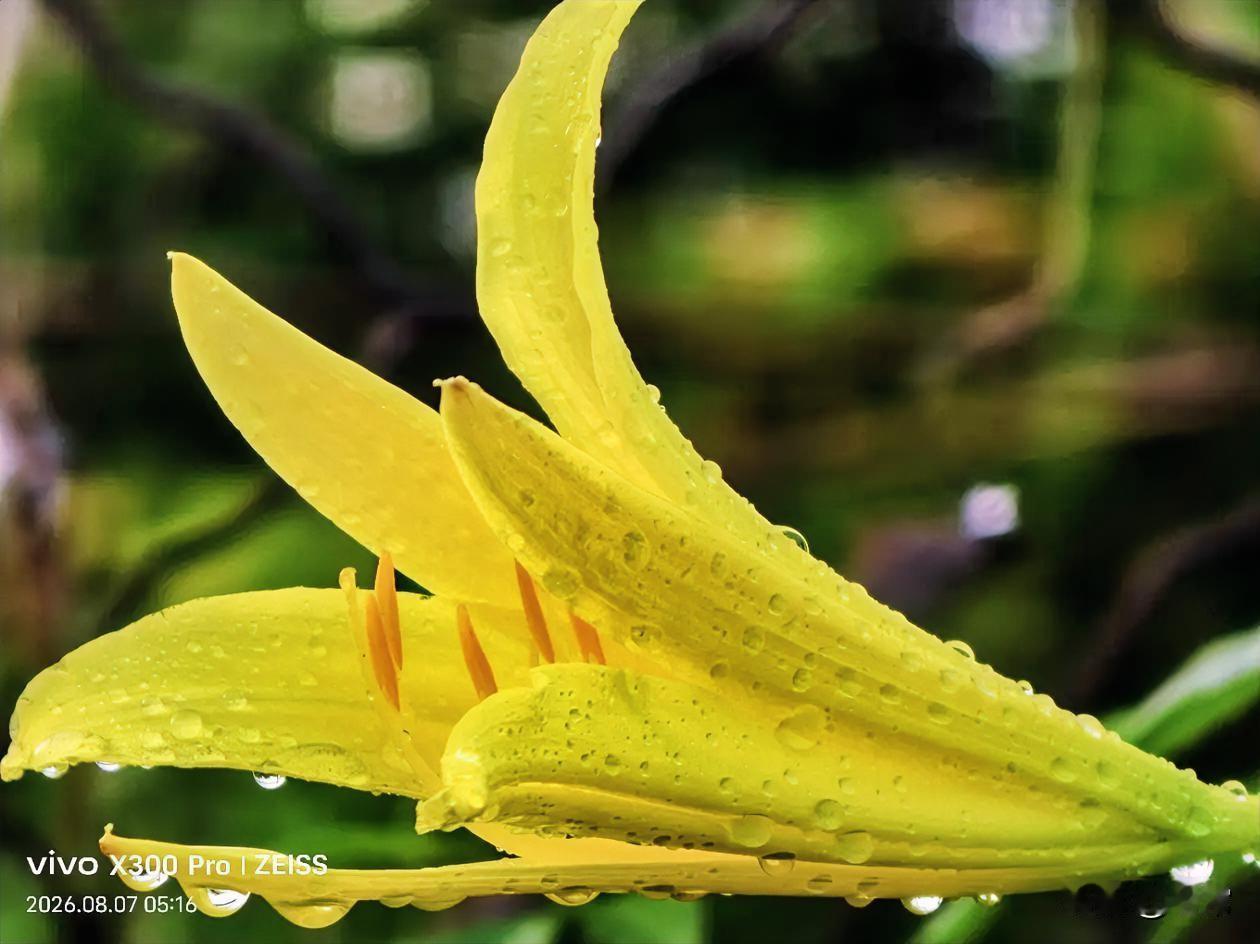 【原创\图文】

黄花菜，也叫金针菜，萱草。

嫩黄的花瓣舒展优美，露珠缀满黄花