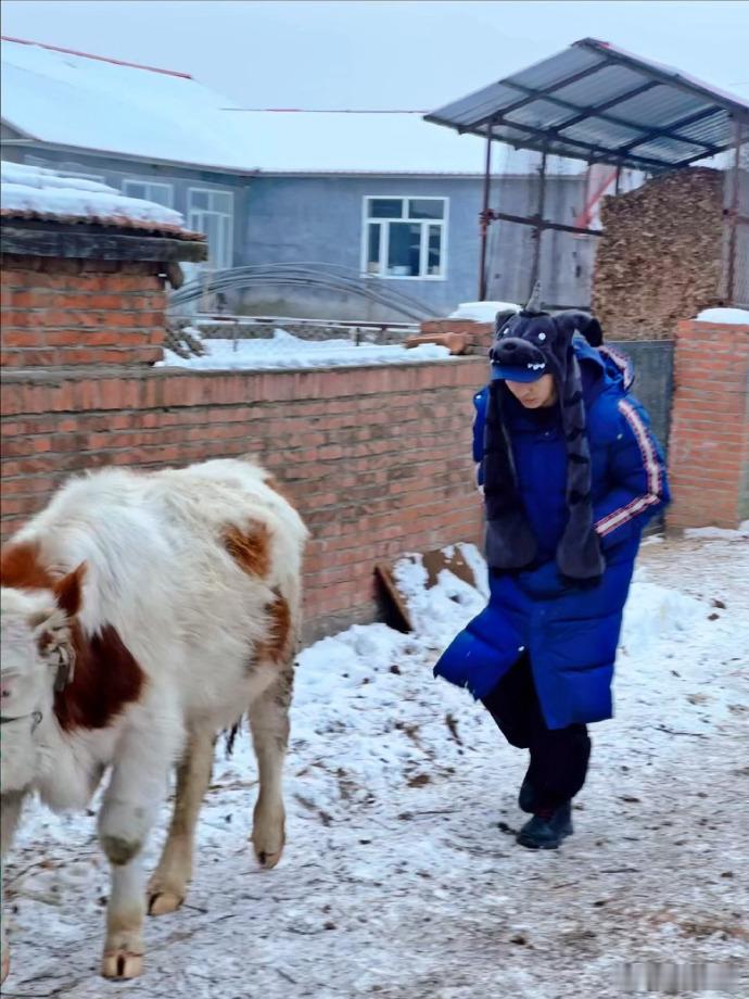 赵小童没想到在东北还能碰着这么多哞哞  赵小童在东北碰着哞哞了  哇，赵小童在东