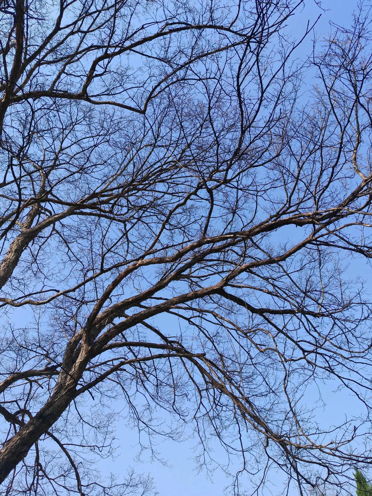 蓝天枯木  治愈系风景 自然奇观 风景如画的地方 景点打卡