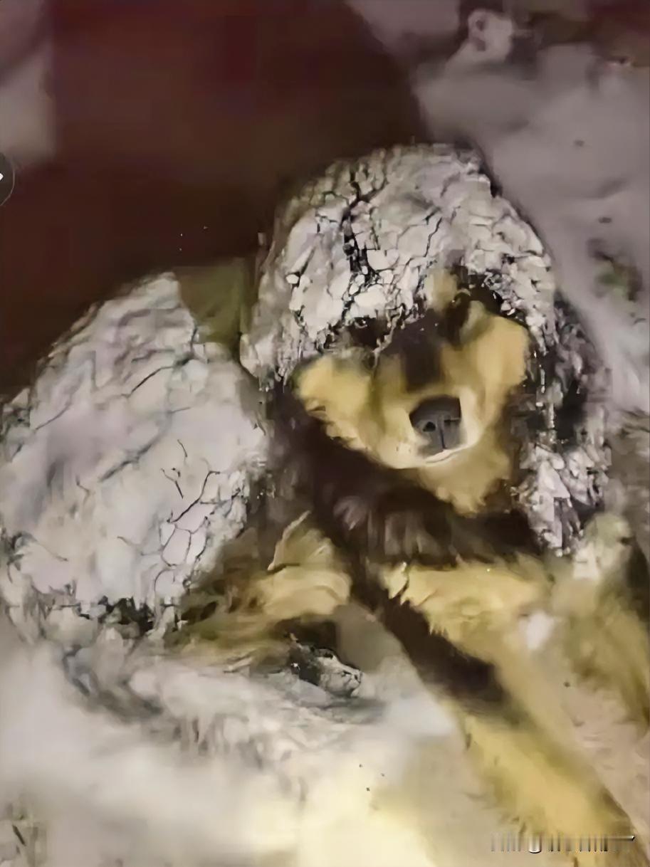 雪夜中的忠诚守护者，这只狗狗的坚守，触动了无数人的心弦……

在寒夜的雪地中，一