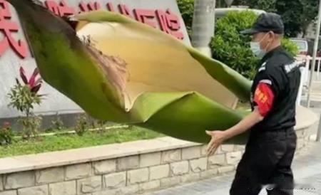 广东一女子被“落叶”砸骨折，
看了这种“落叶”，
我顿时不疑惑了，
怪不得能把人