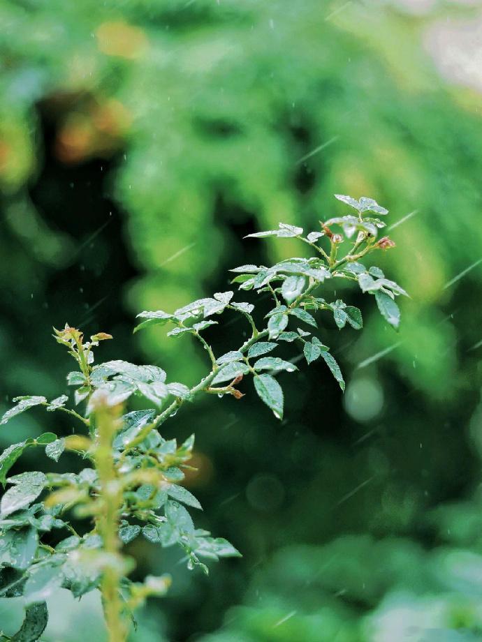夏天的雨，随心所欲，说来就来，说去就去。 