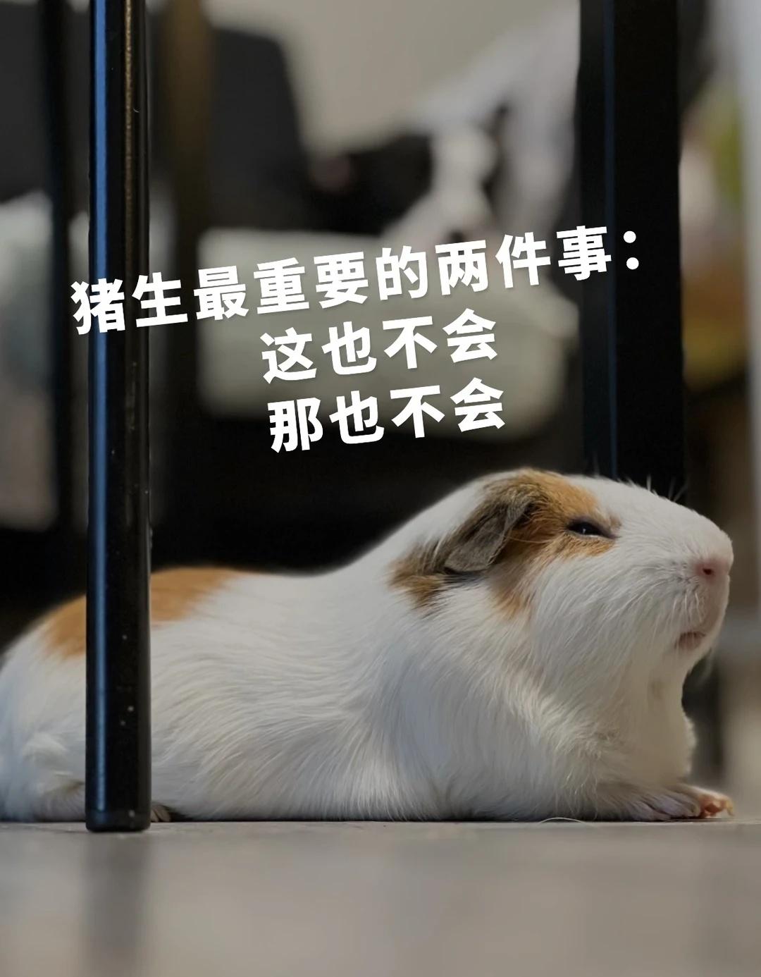 今天是靠谱的荷兰猪哈哈哈哈哈哈哈
周五了朋友们，感觉到一股神秘力量了吗哈哈哈哈哈