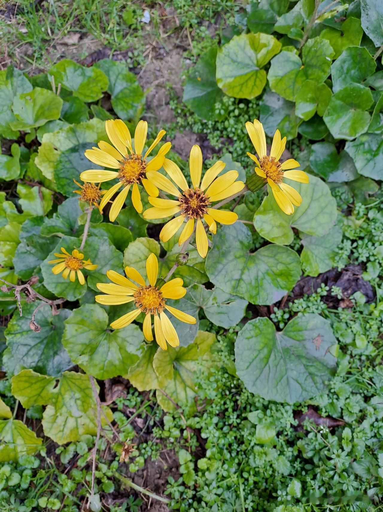 晒出你手机中盛开的花朵小寒季节，难得看到开得如此娇艳的花朵。