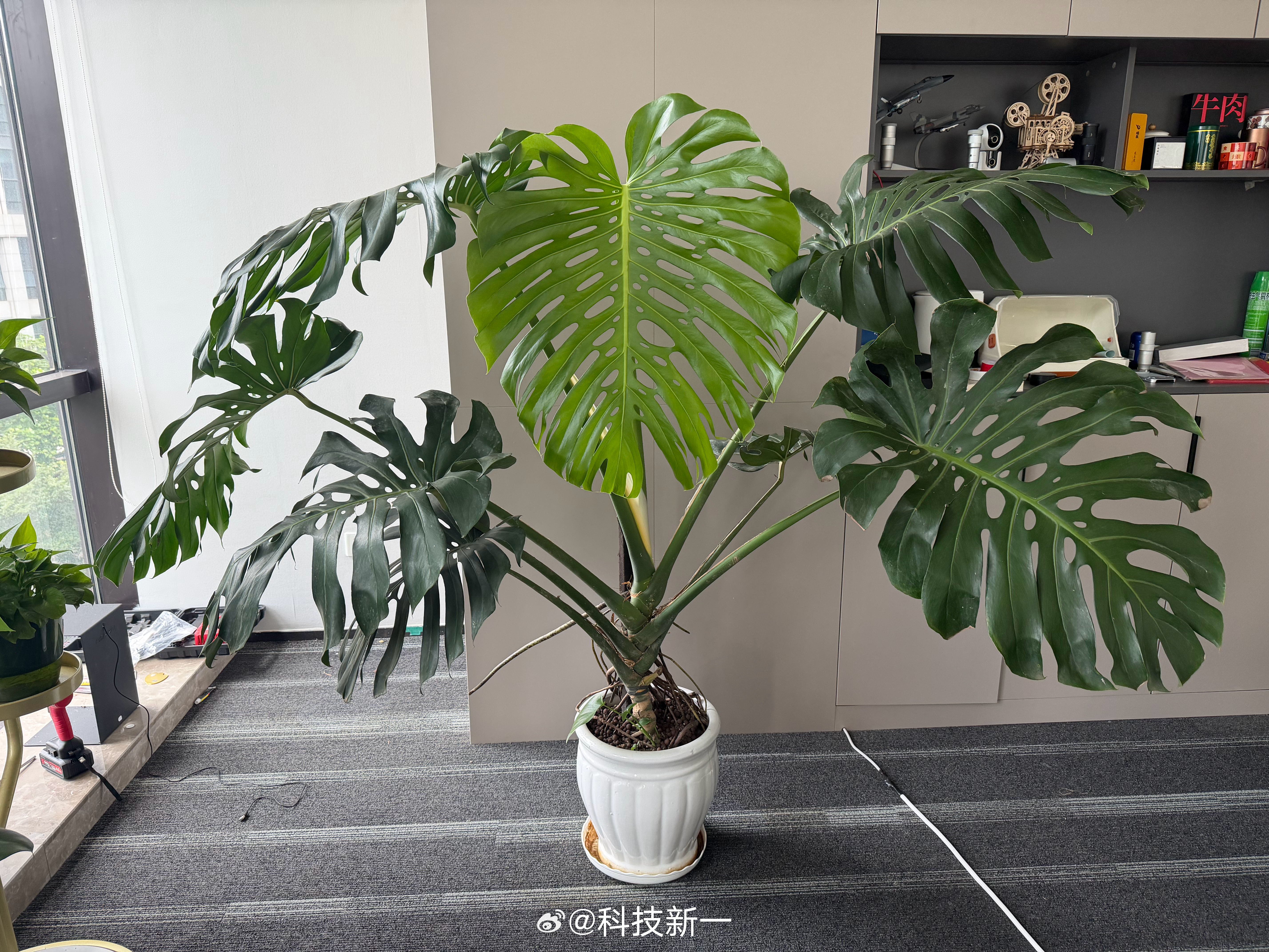 公司的龟背竹，这几天竟然长出一个新叶子，好大