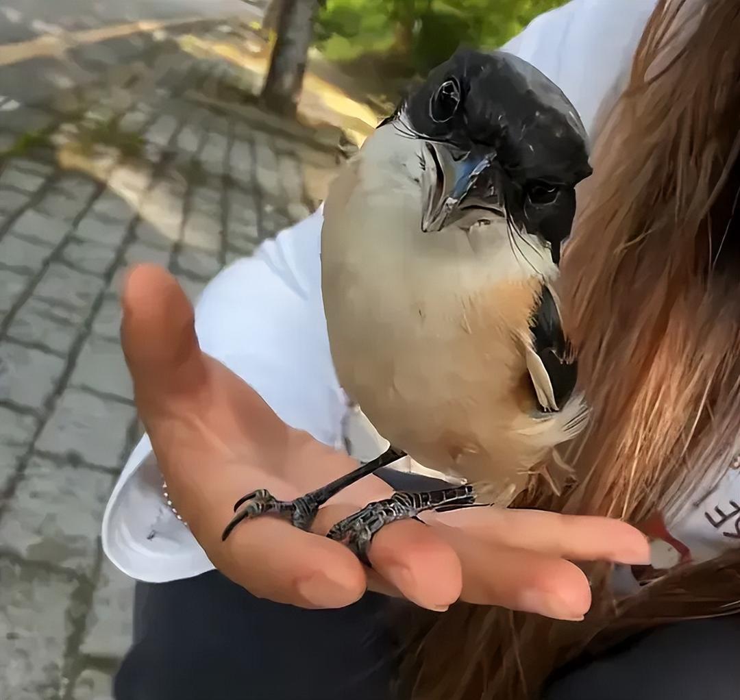 愤怒的小鸟
