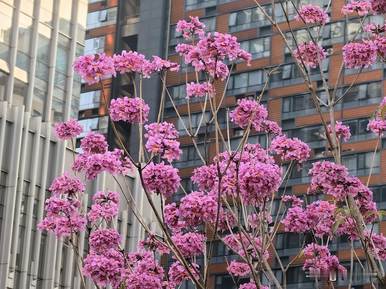【粉花风铃木】
冬日街头，偶遇一树粉花风铃，
似天边裁落的晚霞，缀满枝头。
花瓣