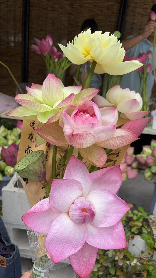 苏州的荷花市集已经来了，桃花坞这里的很不错
