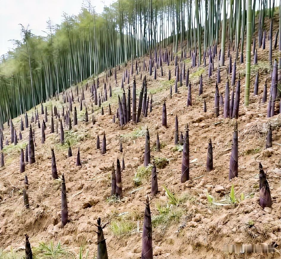 有人说竹笋也分为很多的品种，那这个到底是什么品种呢？大家一起来猜一猜?