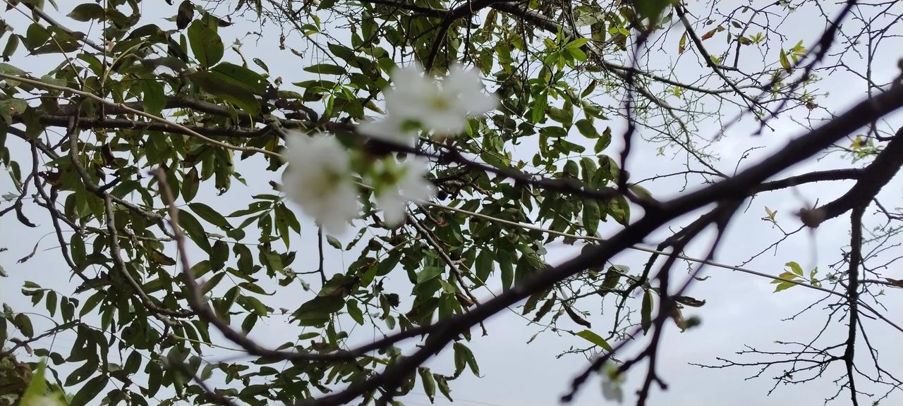 人老了，难免糊涂，李子树，也一样吗？
看，我们家的李子树开花了！
或许你会说：李