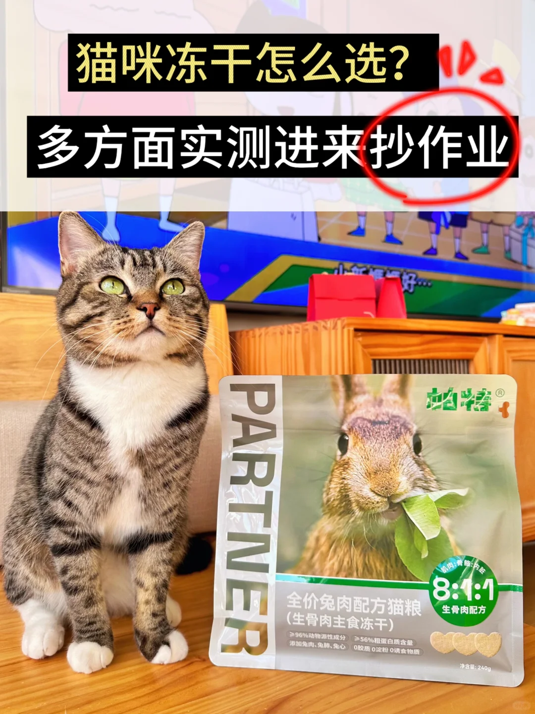狸花猫也可以拥有小圆脸｜猫咪冻干推荐