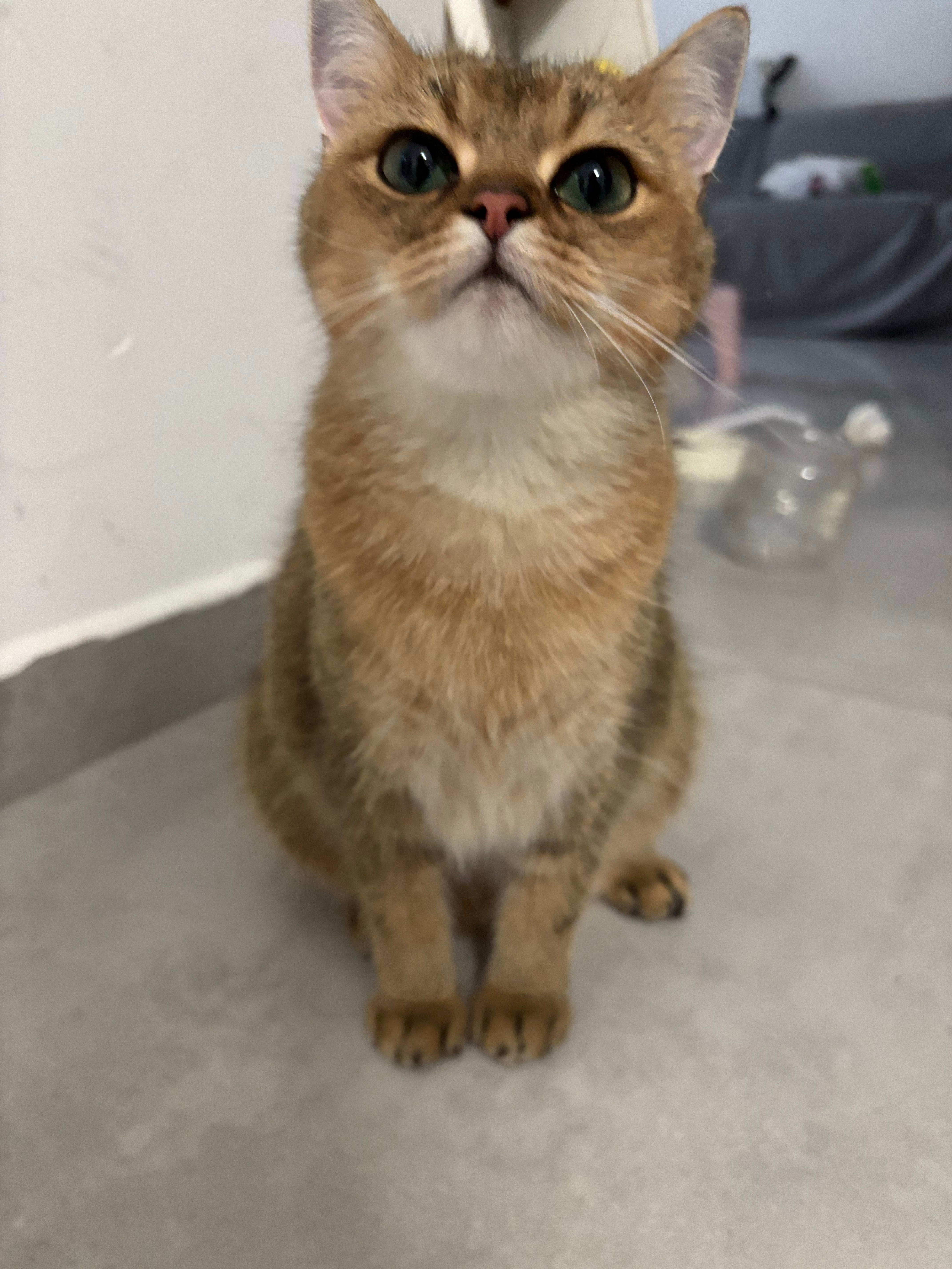 早呀猫咪