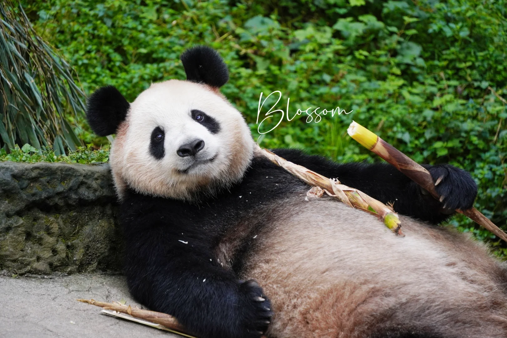 240908 属于是看到小七就走不动道了