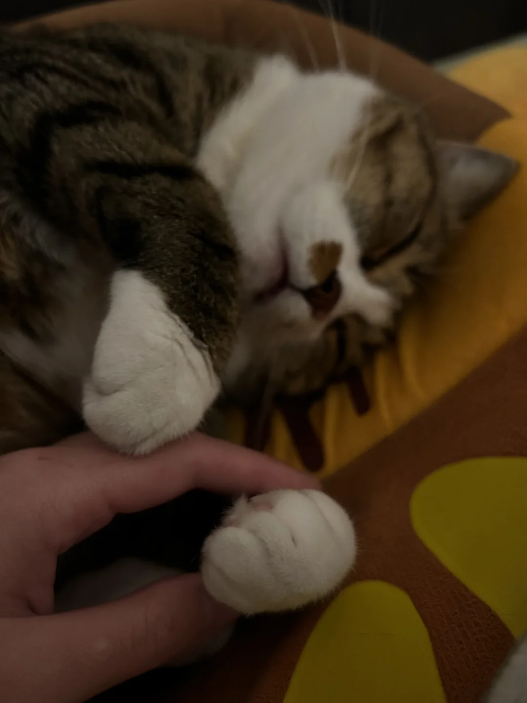 睡的还砸吧嘴～晚安小猪咪