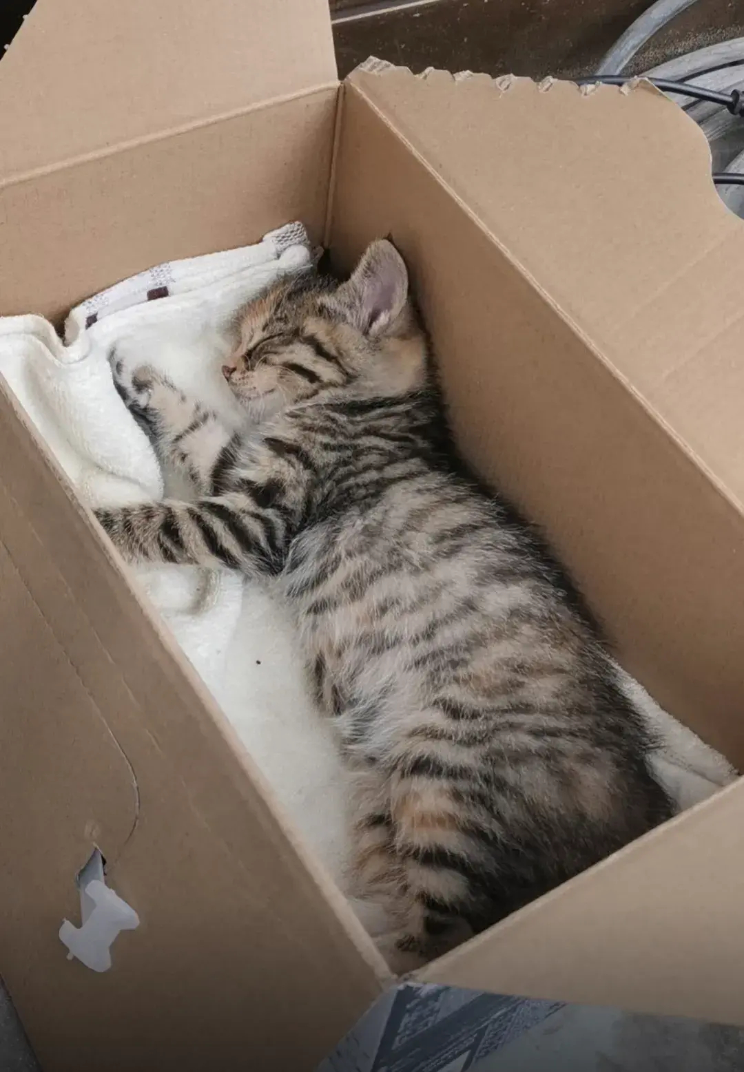 看看大家的小猫睡姿！