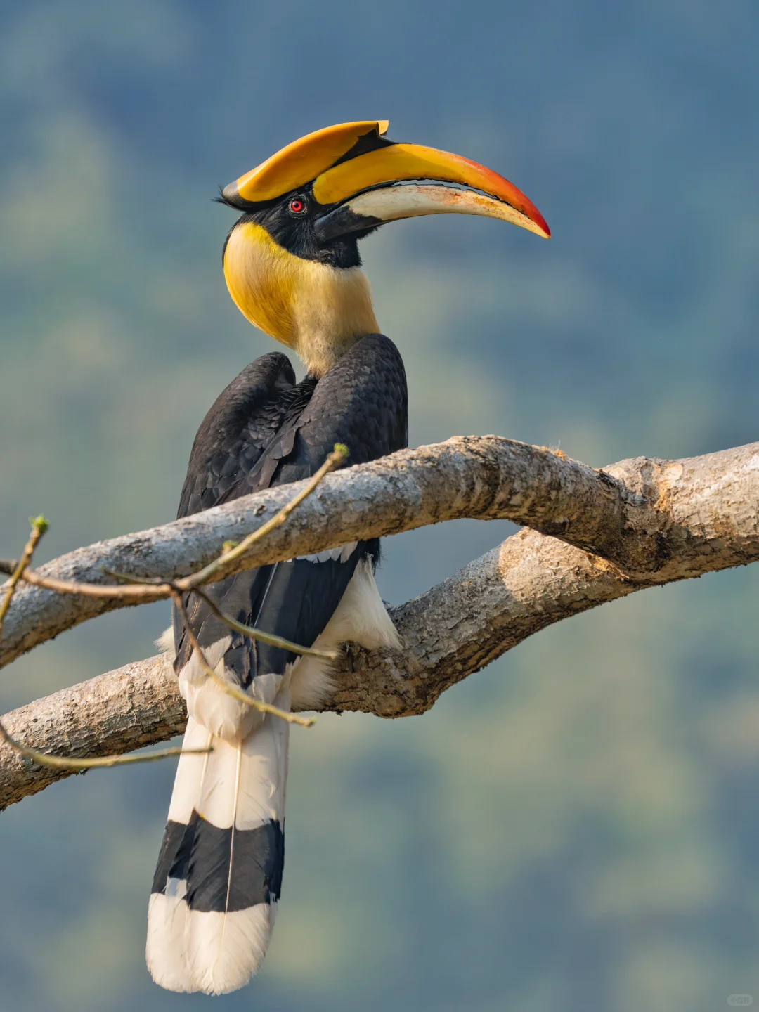 青春版打鸟旗舰！