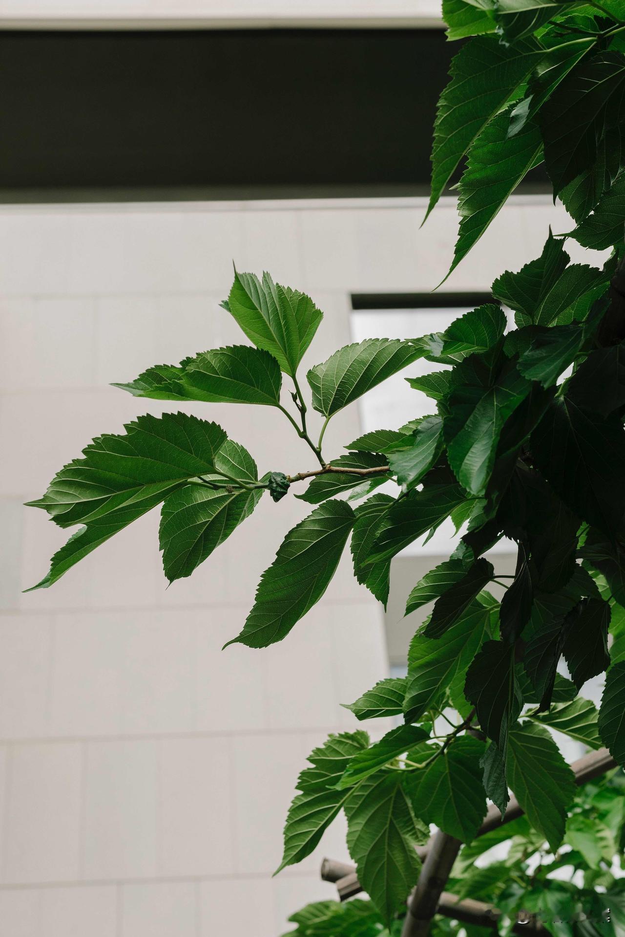 不要依赖任何人，
大树底下长不出大草，
但凡能为你遮风挡雨，
也同样可以让你不见