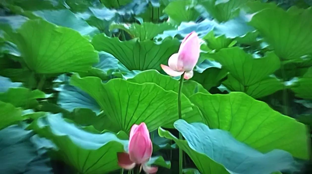 有人说：亲人的离去是一场狂风骤雨，会猝不及防，接二连三，虽然我们无法认同，但有时