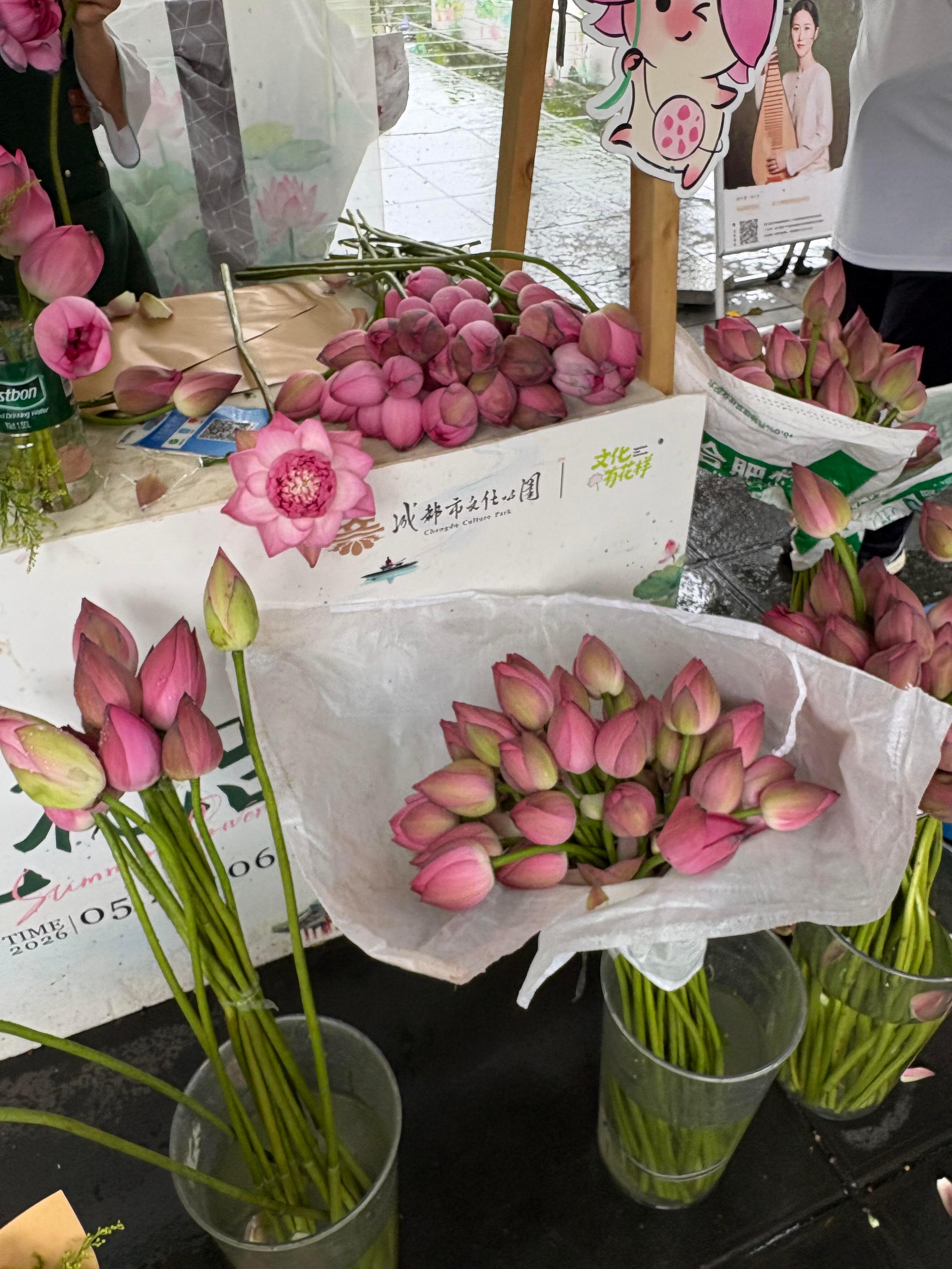 雨天和荷花,是夏天限定的浪漫。 