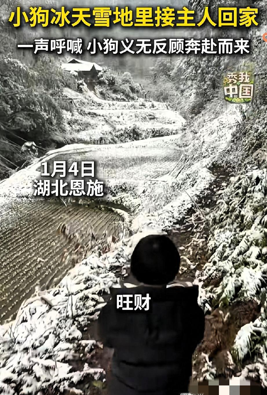 雪地里的双向奔赴！
湖北女子的一声呼唤，竟让半年未见的小狗跨越风雪而来，这一幕被