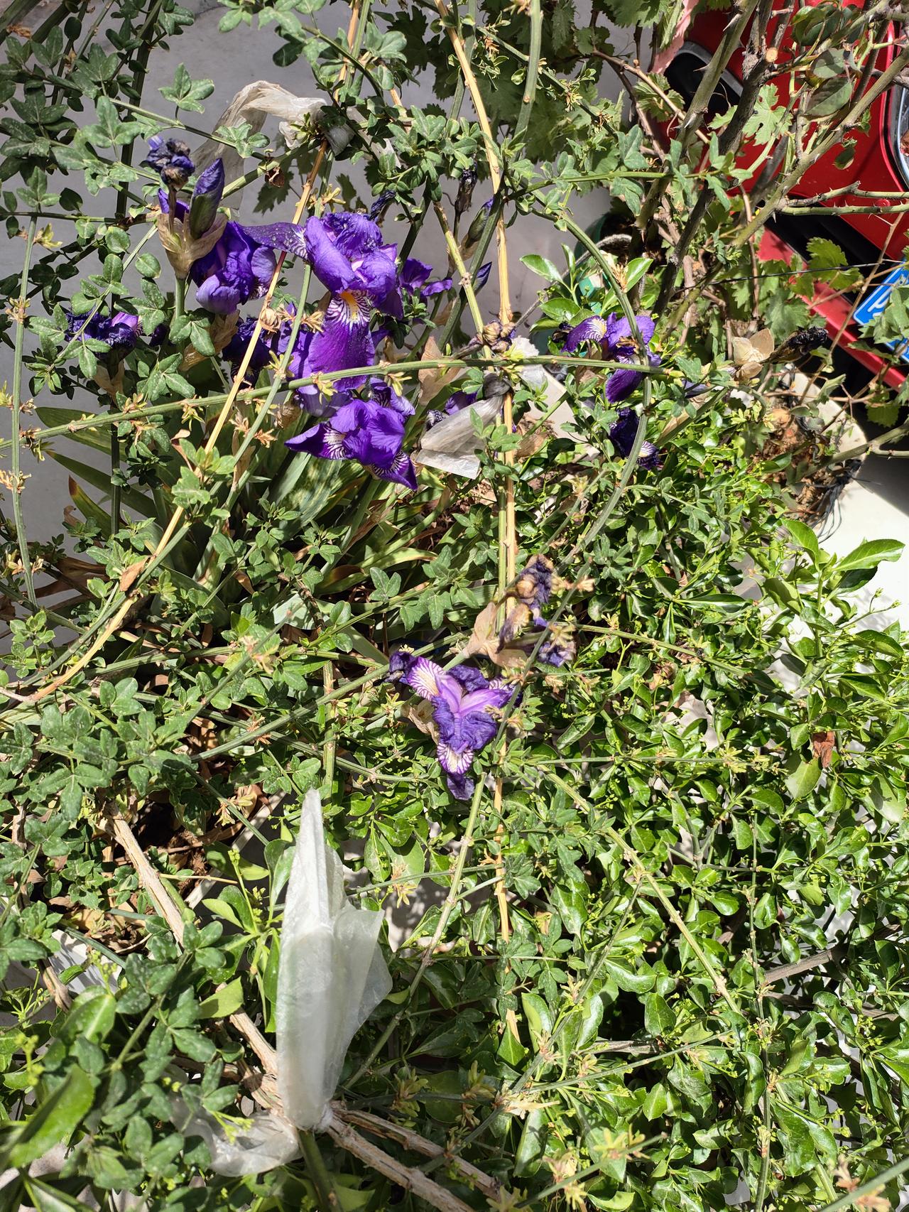 手机中的美图晒一晒紫色鸢尾从杂乱的绿意里钻出来，带着点野气，也带着点春日里不肯被