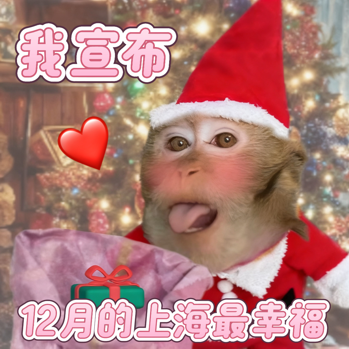 十二月的上海到处是奇迹上海又到了一年中最幸福的时刻哦莫，我的心真的要被这一个个软