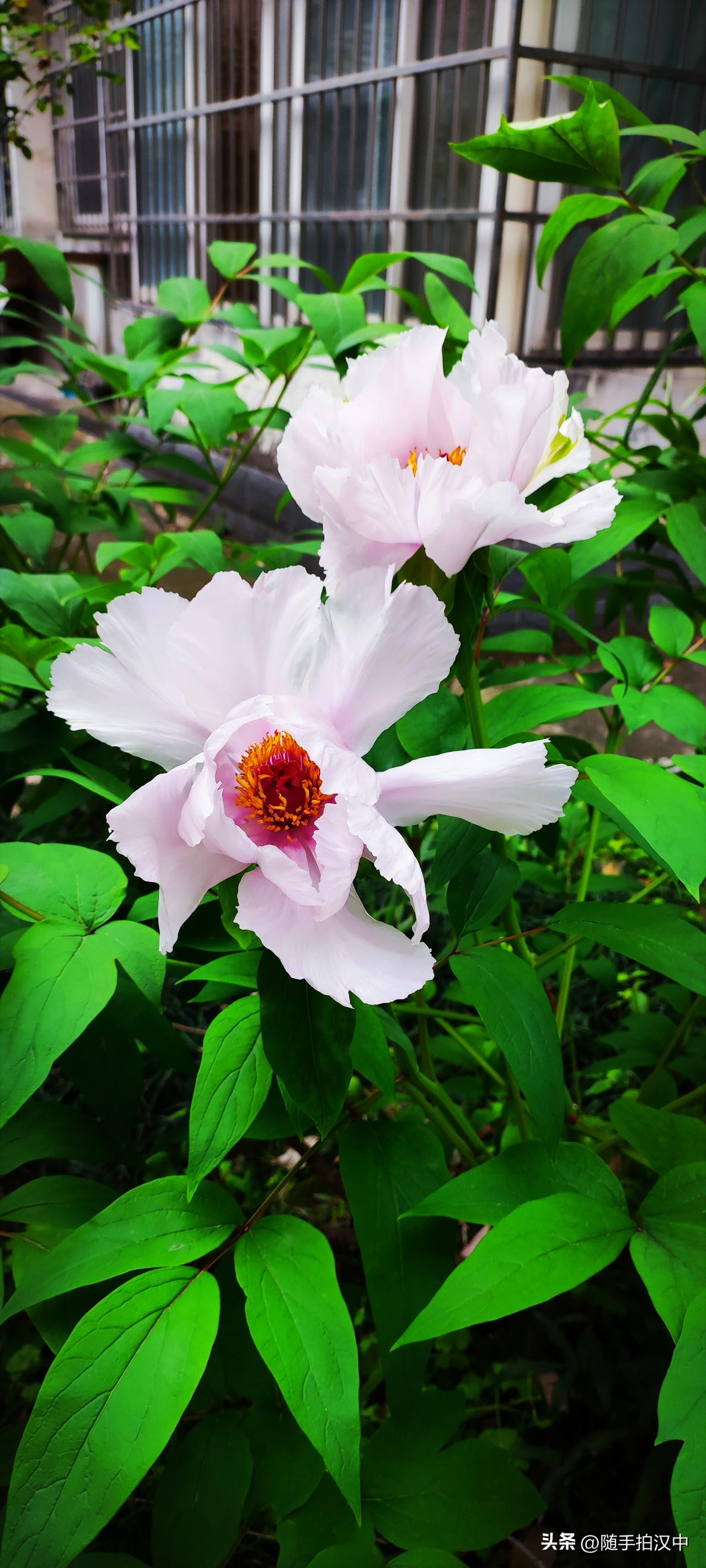 春日生活打卡季清明将至，人间热热闹闹，熙熙攘攘的都是花，看得人目不暇接。楼后的一