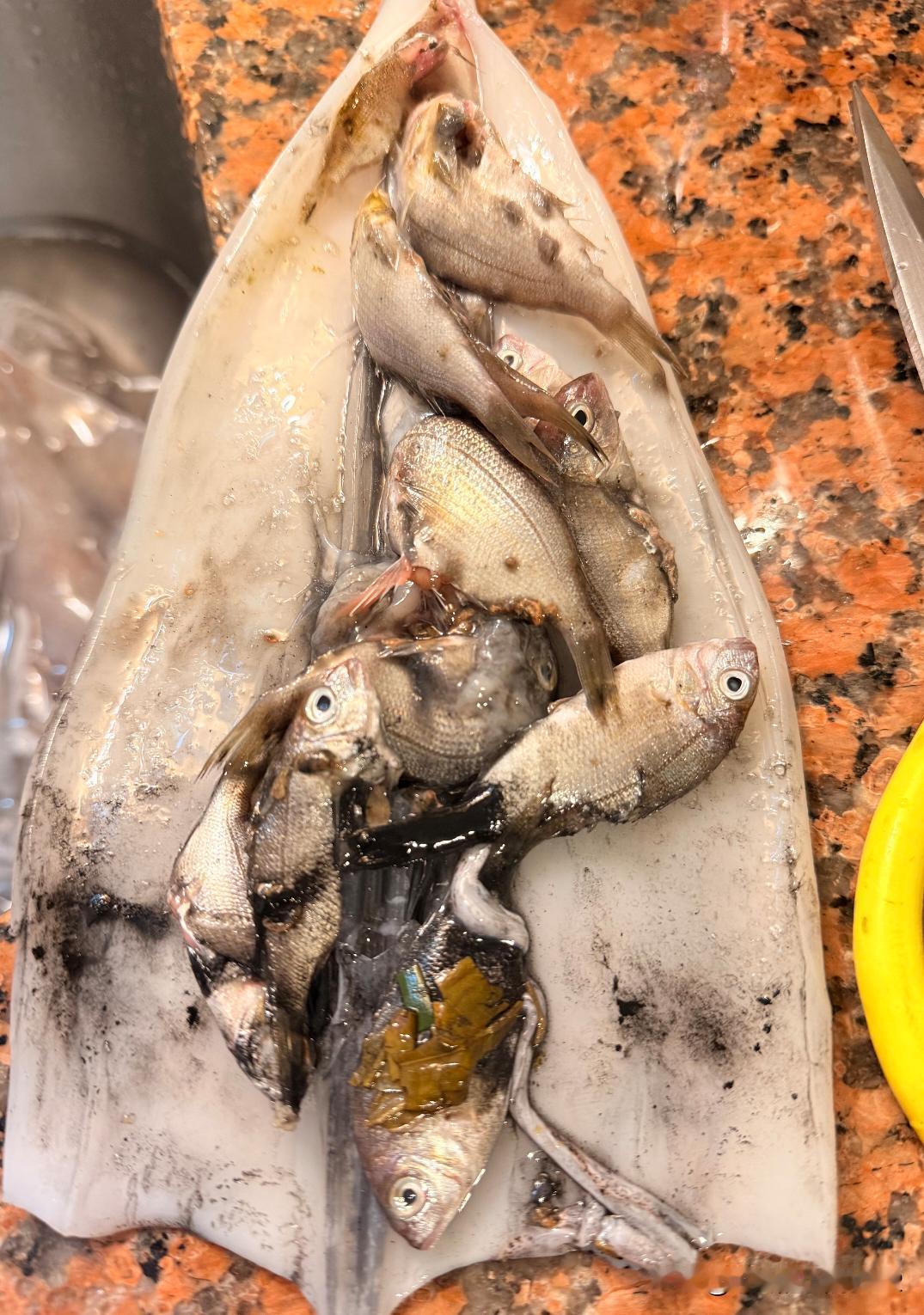 不懂就问， 鱿鱼肚子的小鱼是鱿鱼自己吃的吗？
今天买了4只大鱿鱼，回来准备清理的