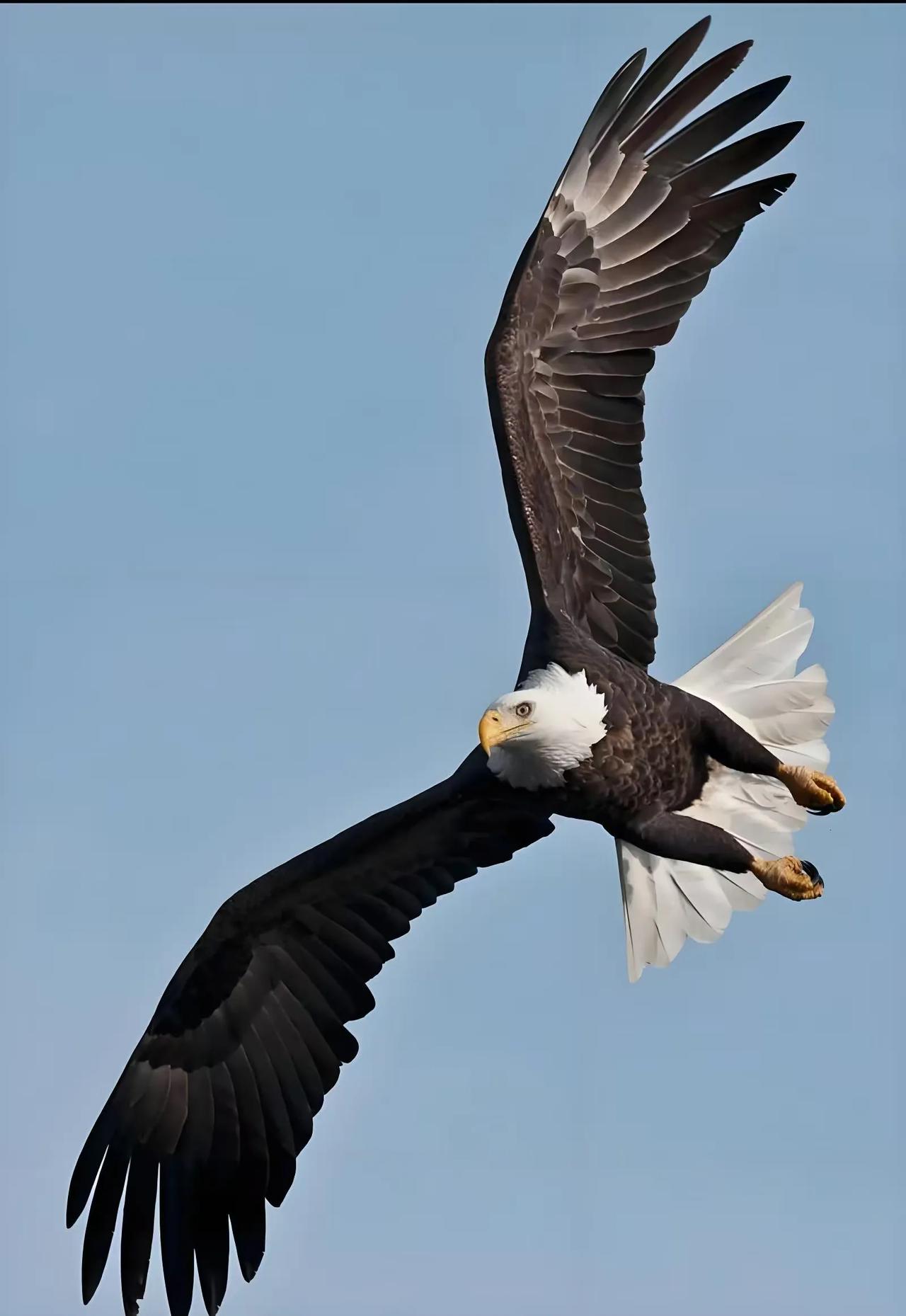 印度找到对付无人机的办法，成本低，还可反复使用。

在俄乌战场上，无人机成为了现