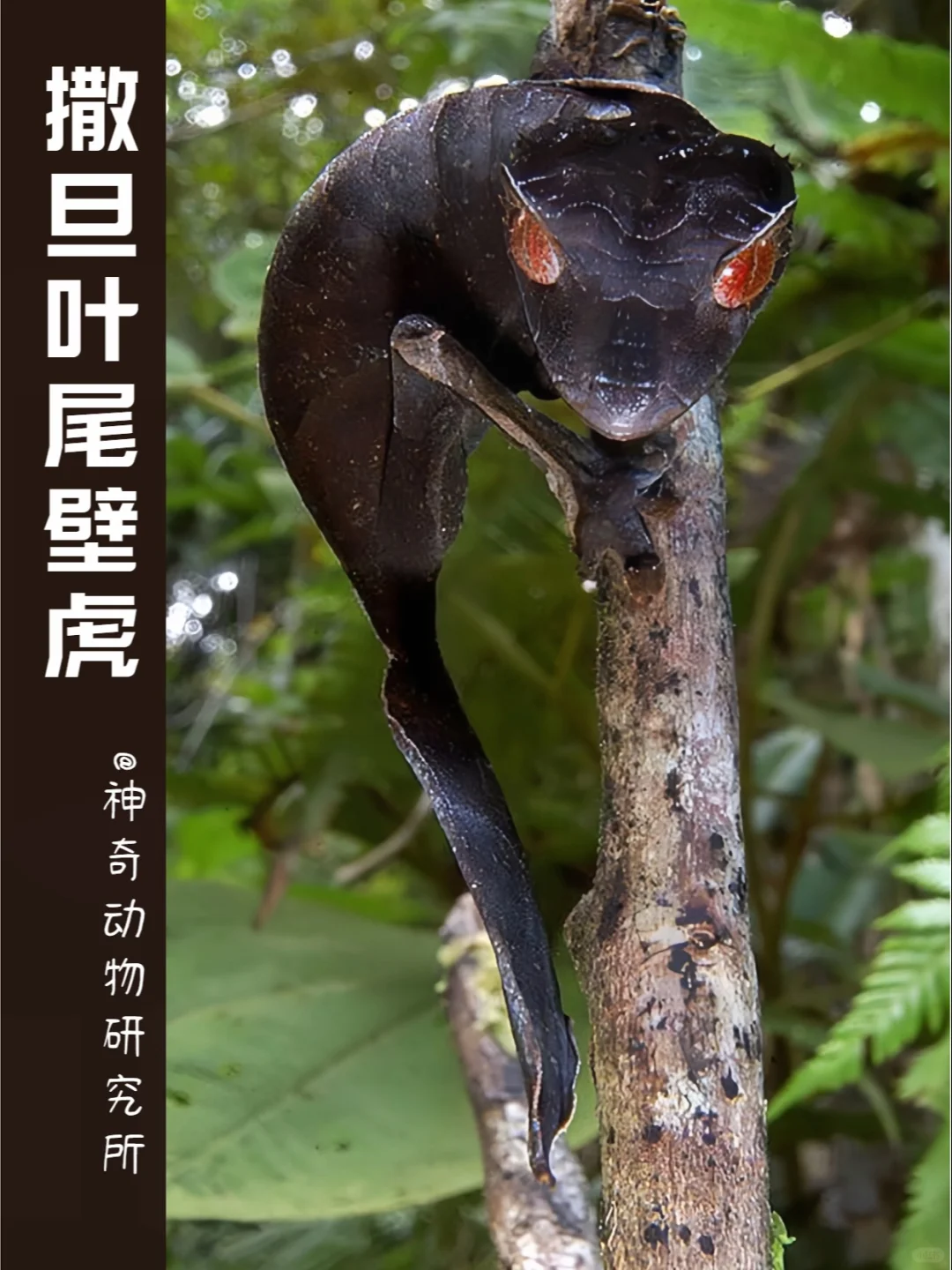 每天了解一种趣味动物👀撒旦叶尾壁虎