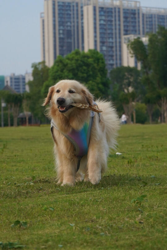 小狗狗世界开心就是草坪和零食呀