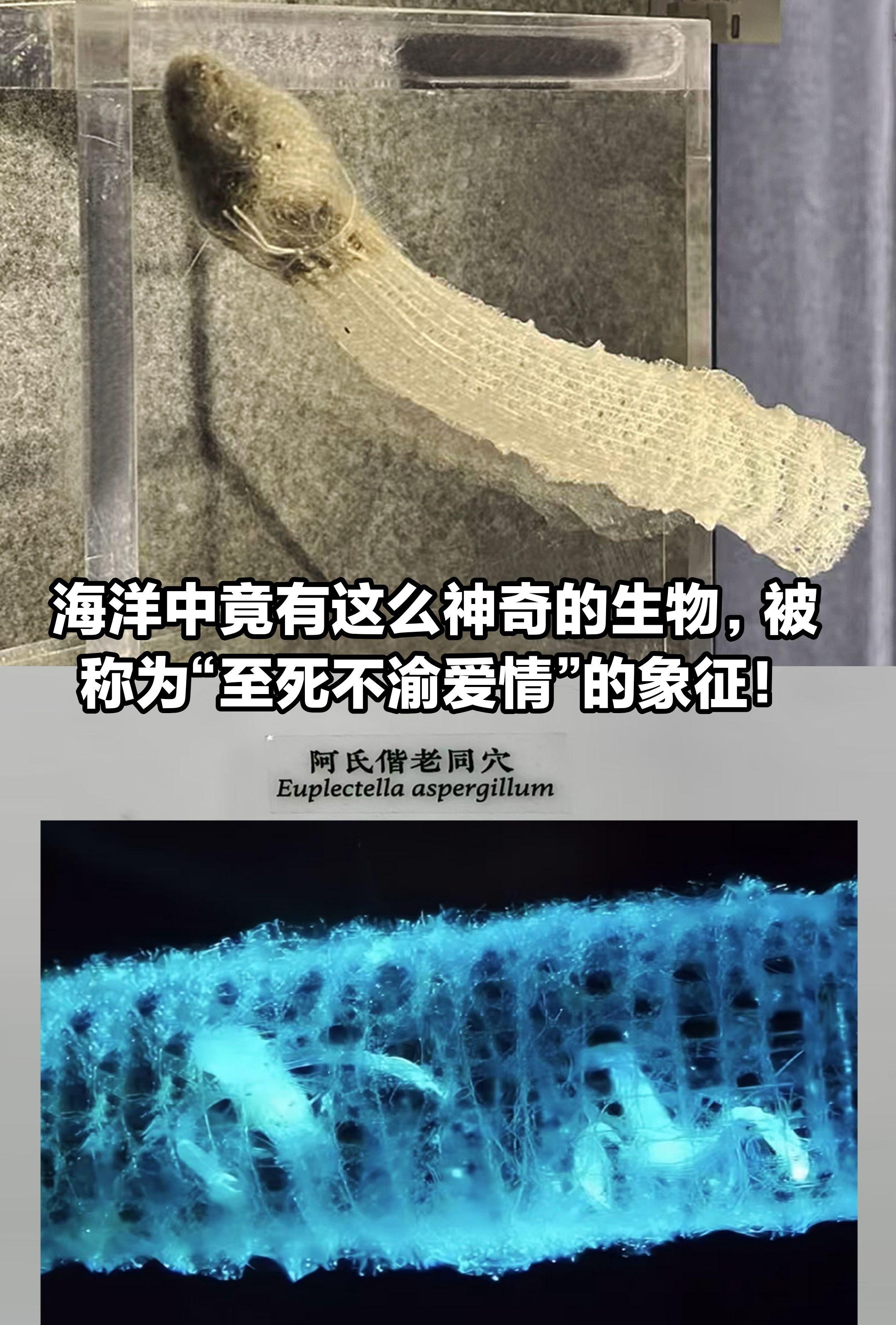 被称为“至死不渝的爱情象征”的海洋生物。