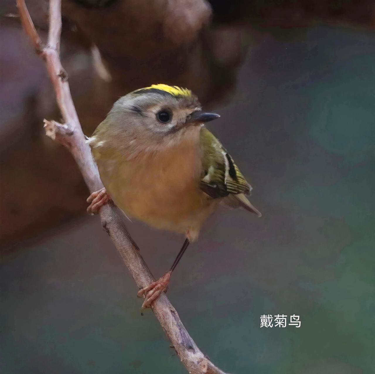 小鸟的世界