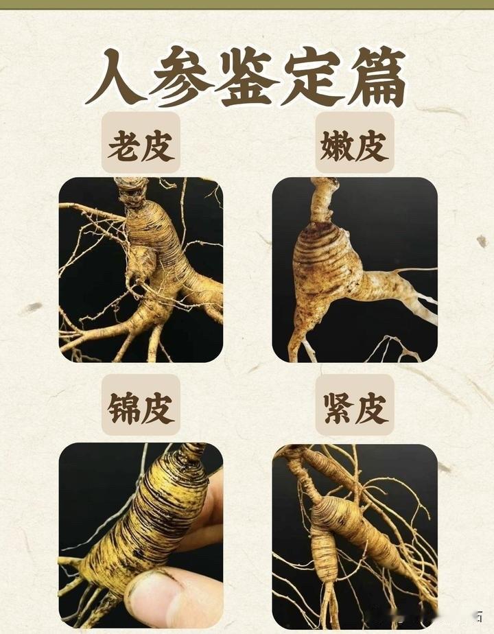 人参鉴定-皮