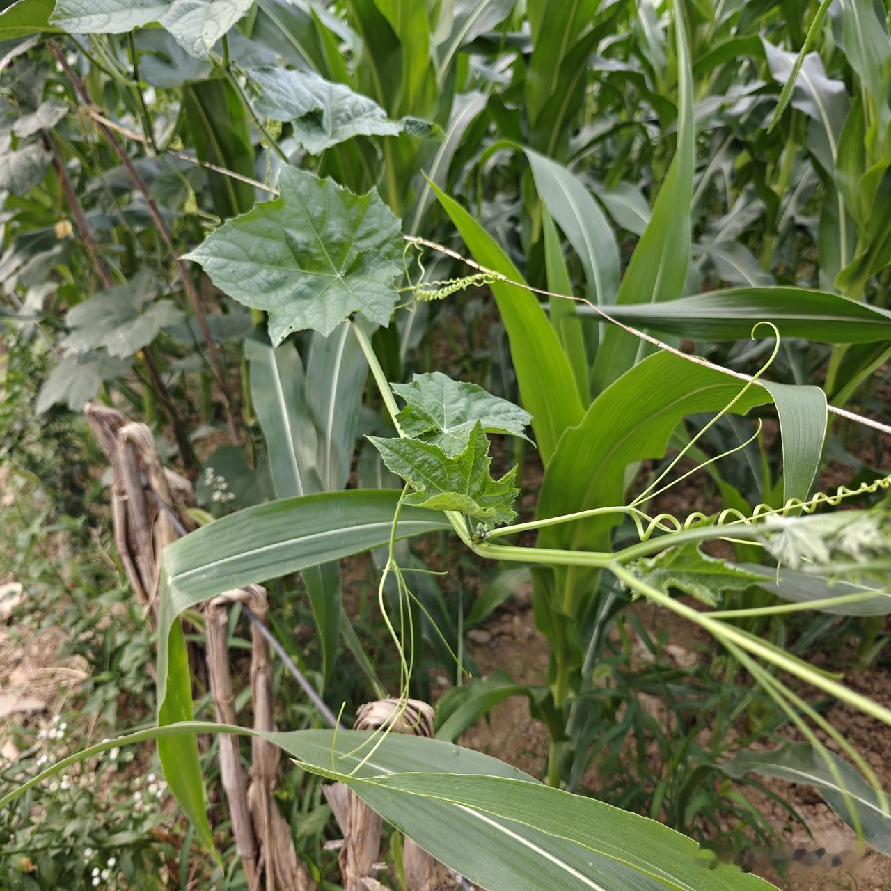 种了3根丝瓜秧，两根都是公的，只长藤子不结瓜。网上解释说：不存在有公丝瓜秧的说法