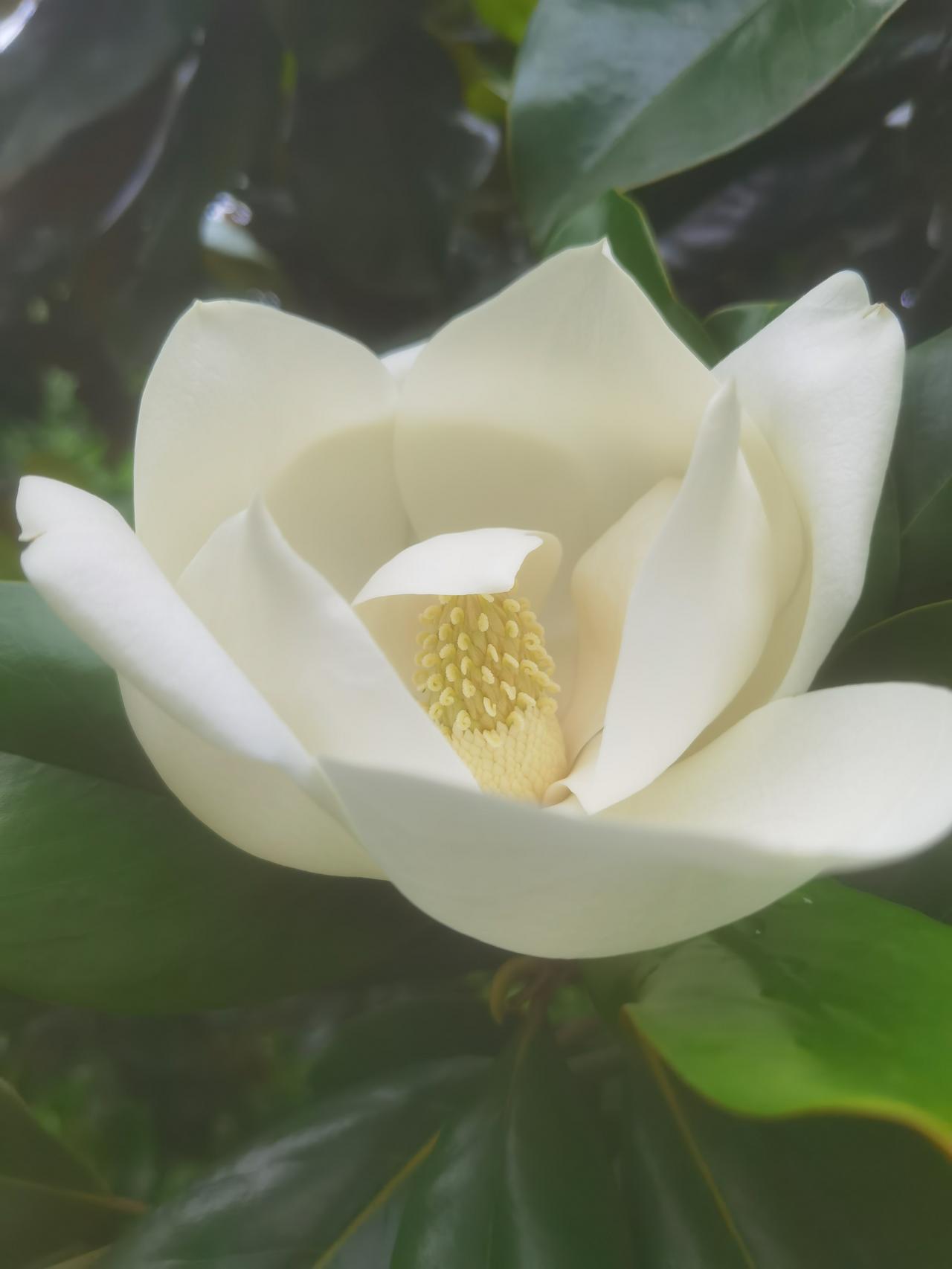 这是什么树，开的什么花？
走在路上，看到路边的树上，肥大的枝叶之间，开着一朵朵硕