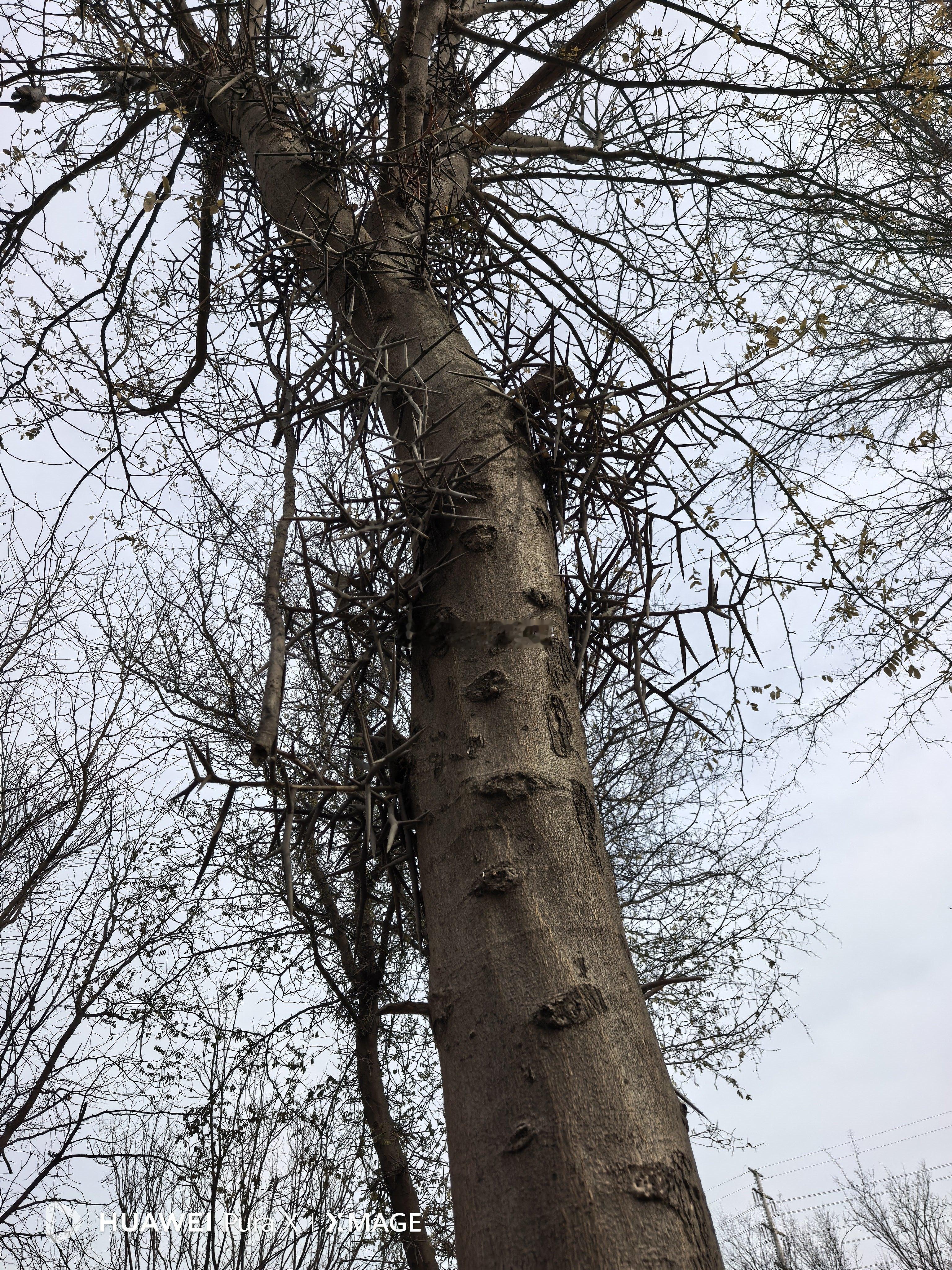 湿地公园里好多皂角树，有些树上还挂着一些半截棍子，看来是有人来打皂角留下的，成团
