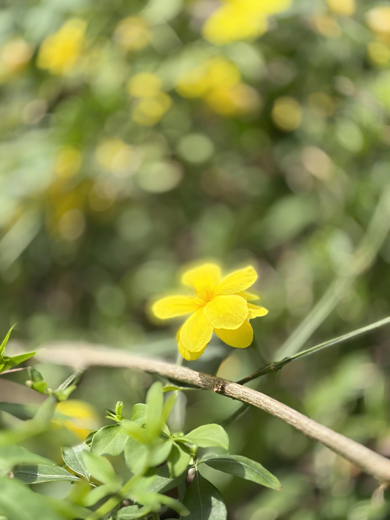 “春的序章，是这朵迎春花写给世界的信。

六片花瓣，盛着阳光的碎金，

连风都变