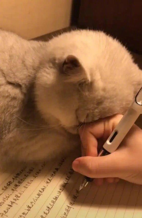 这是来自喵星人的爱吖！ 陪写作业陪到睡着了~哈哈哈哈~